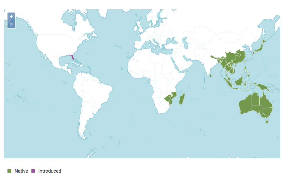 山菅屬 - 分布示意圖（綠色為原產地區，紫色為引入地區）