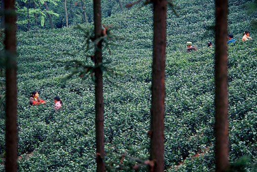 茶葉種植地