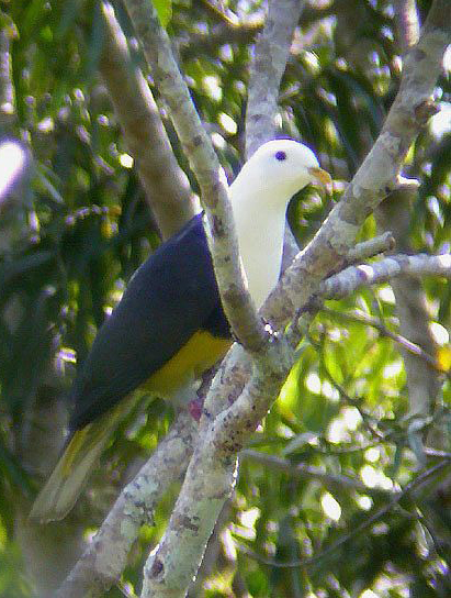 黑背果鳩