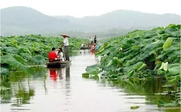 向陽湖(黑龍江省樺南縣向陽湖)