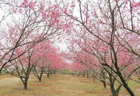 蒲家浩村桃花源風景區