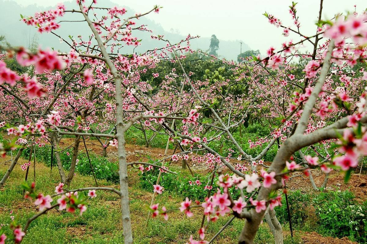 龍泉驛水蜜桃