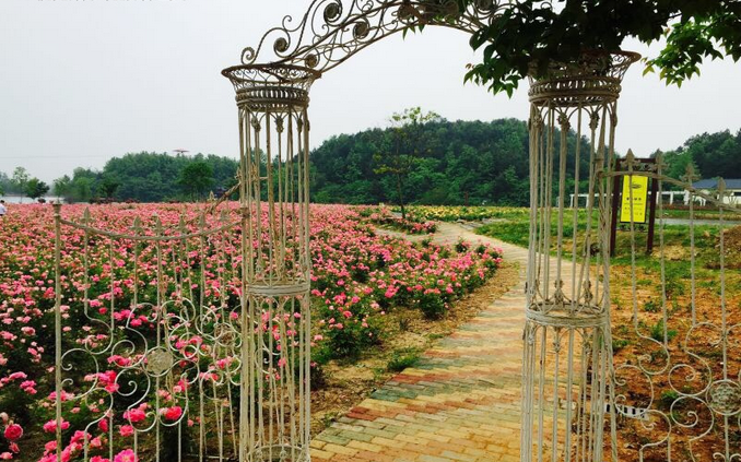 武漢木蘭玫瑰花園