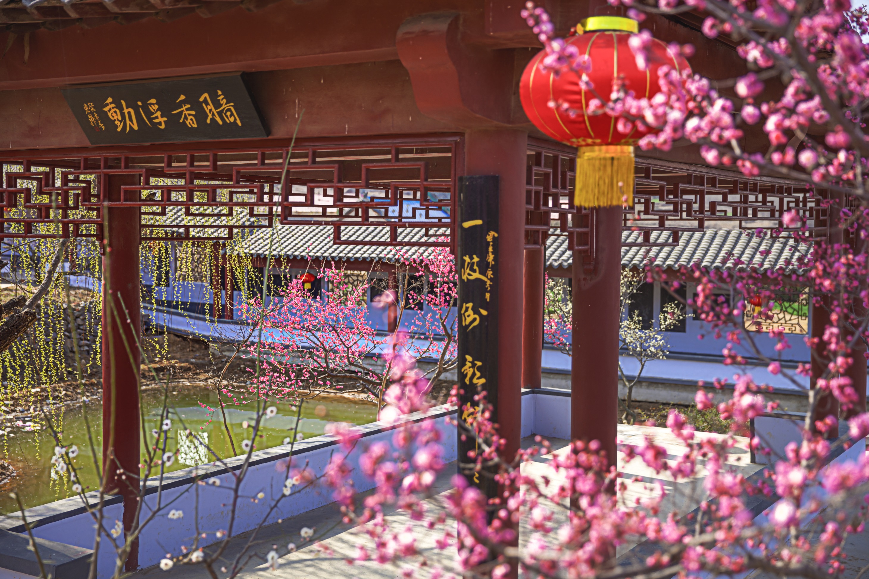 雪山梅園