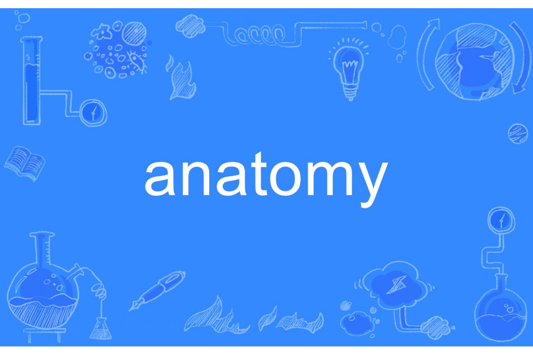 anatomy