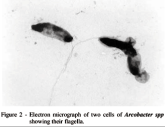弓形桿菌顯微圖