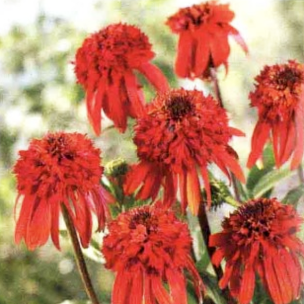 松果菊(Echinacea purpurea)