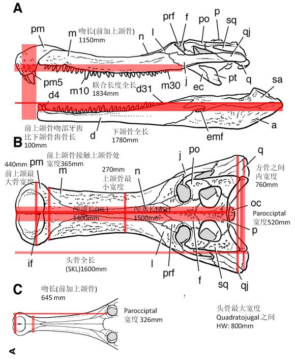 國外根據帝鱷化石推測其體型的論文