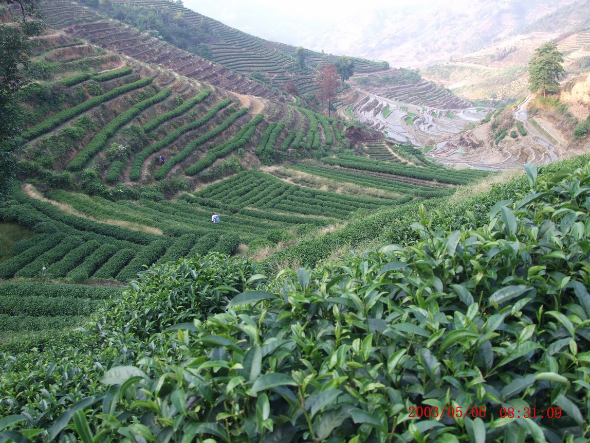 御道茶業（福建）股份有限公司