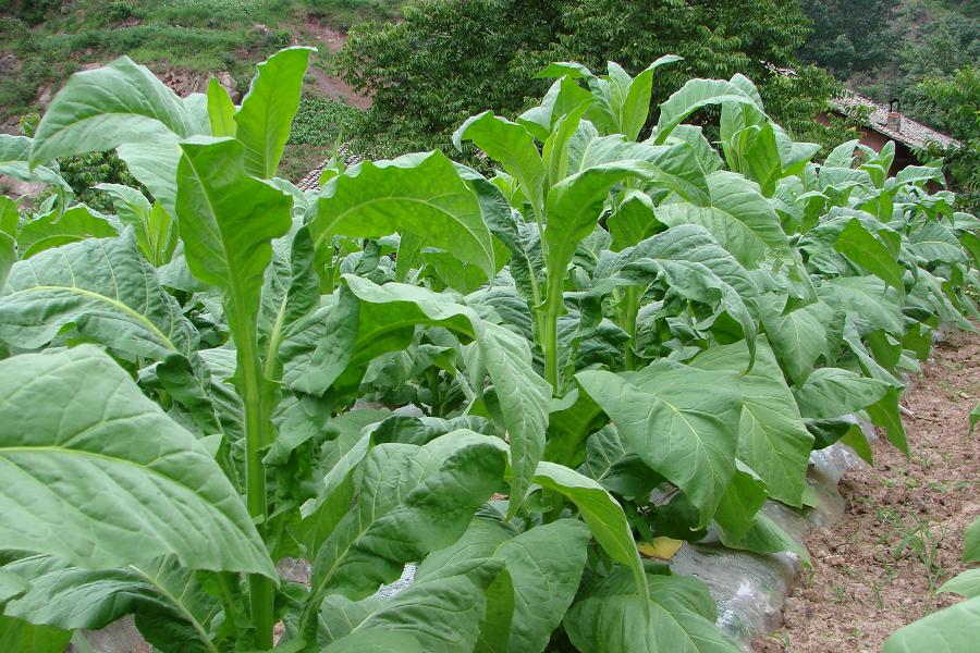 秧草村(雲南昆明市宜良縣湯池鎮下轄村)