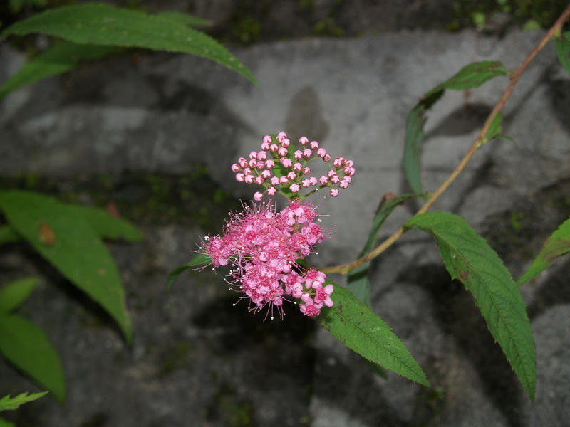 光葉小米草