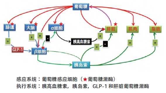 血糖穩態