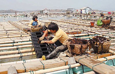 圖2 南日島鮑魚養殖場