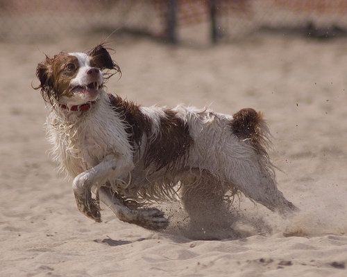 布里塔尼犬