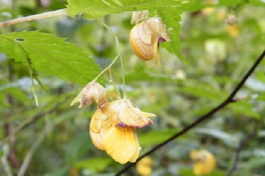 涼山鳳仙花