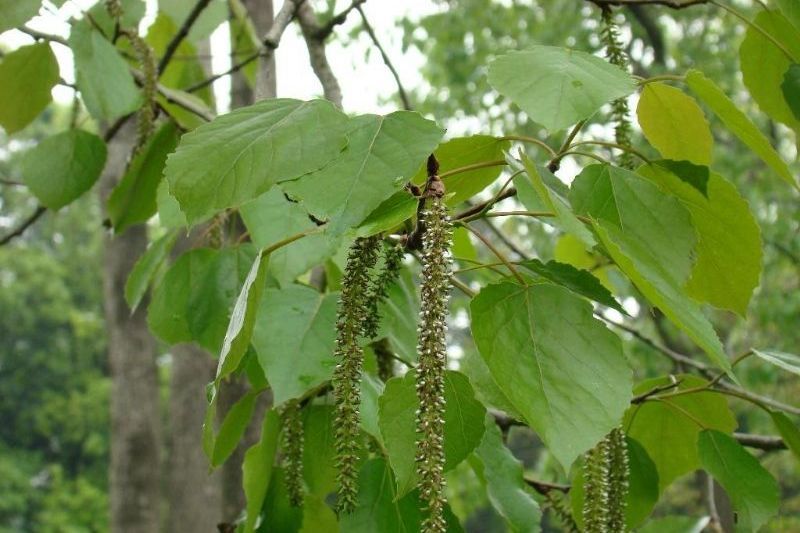 興安楊家系1號