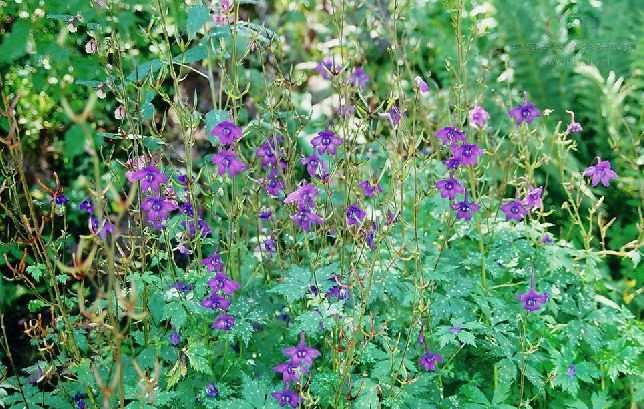 木里翠雀花