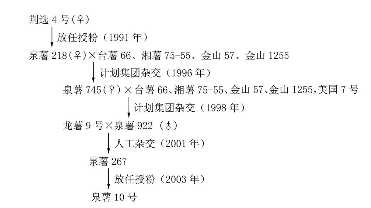 泉薯10號