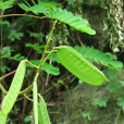 野皂角(鐵箭矮陀)