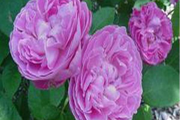 Rosa \x27Ausmary\x27 MARY ROSE