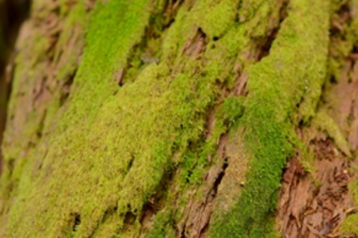 鈍葉苔屬