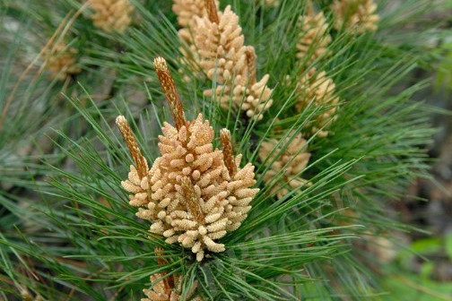 馬尾松無性系山羊7區318號