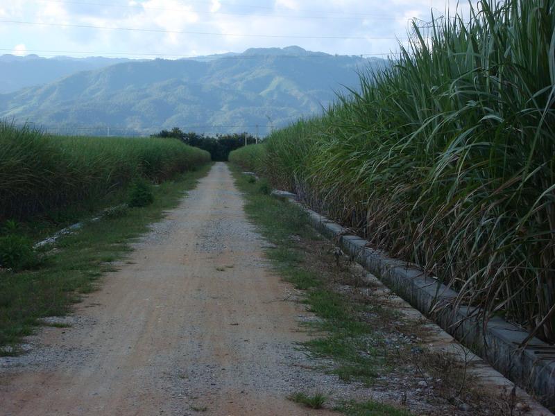 入村道路