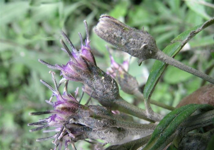 全緣葉風毛菊