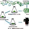 植物組培技術