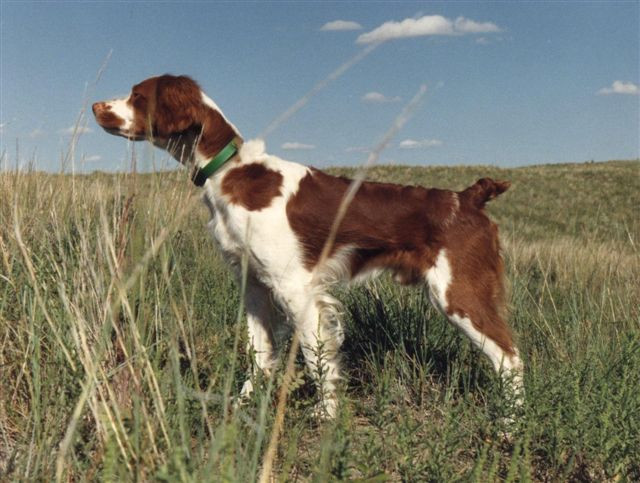 布列塔尼獵犬