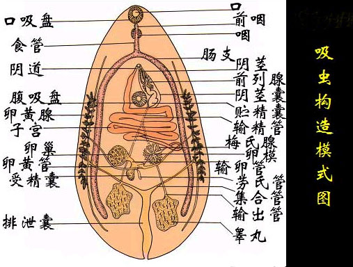 枝雙腔吸蟲