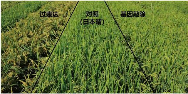 2022年十項重大科學發現