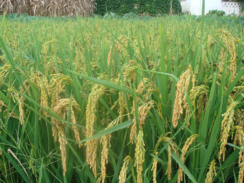 上銅廠一自然村水稻種植業