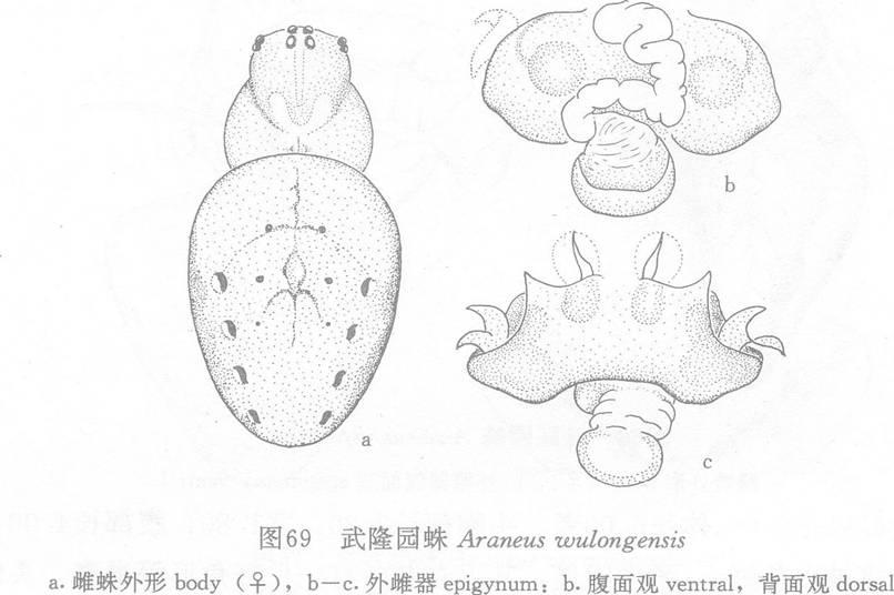 武隆園蛛