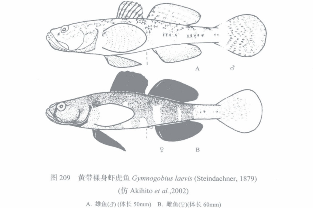 黃帶裸身蝦虎魚