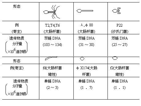 細菌噬菌體