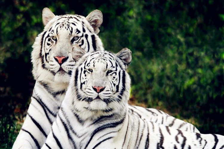 三峽森林動物園