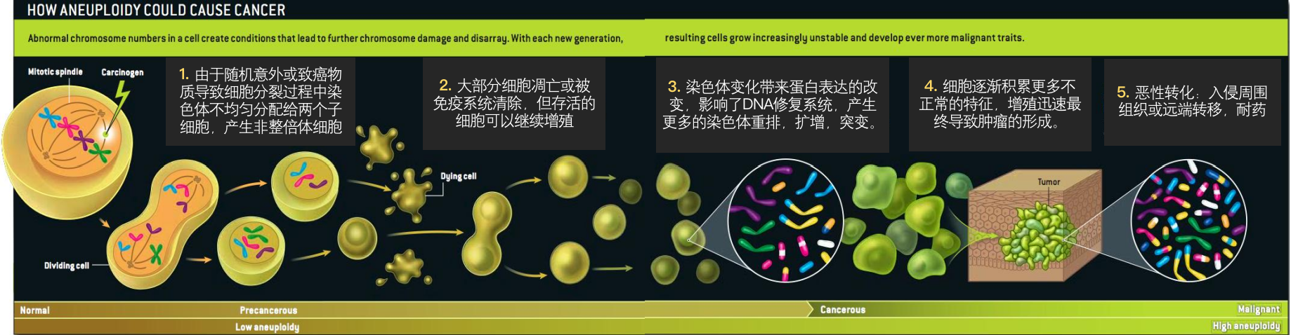 循環染色體異常細胞