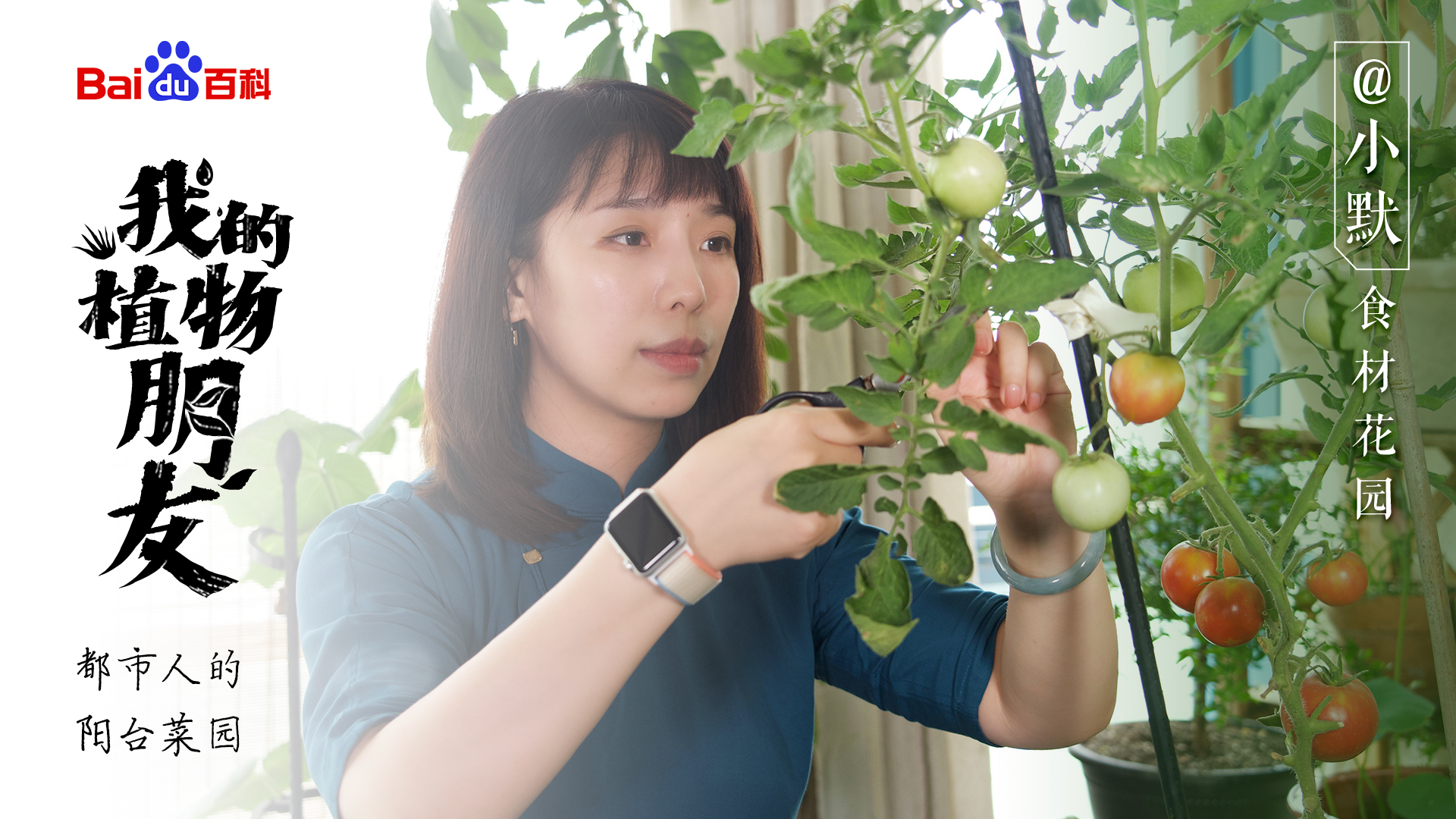 我的植物朋友