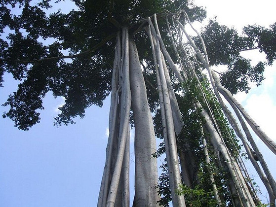 八家寨自然村(孟定鎮下城村委會行政村轄下自然村)