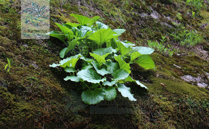 秦嶺岩白菜組