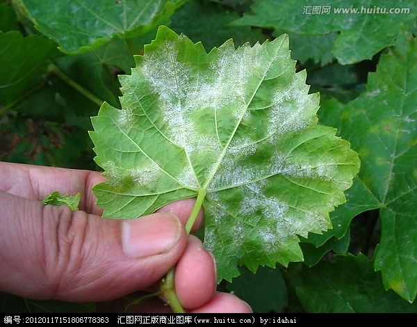 葡萄白粉病危害的葉片