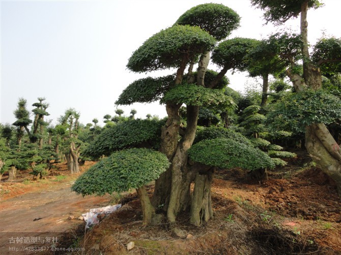 樹木造型