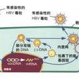 B肝病毒受體