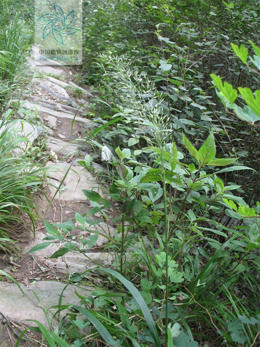 短毛野青茅（變種）