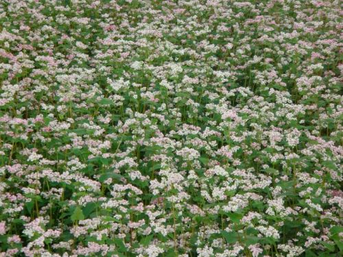 蕎花開在梨樹里