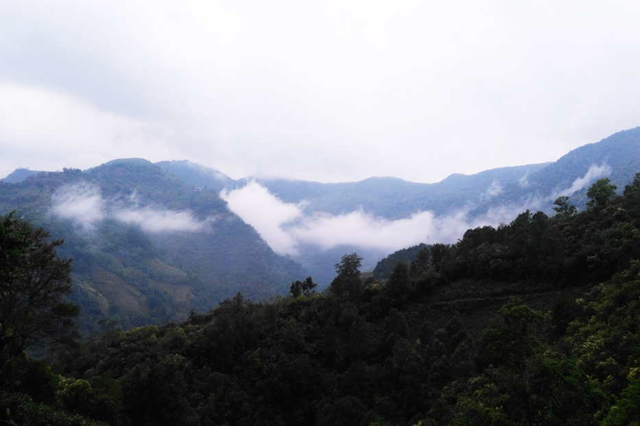 舊寨茶山