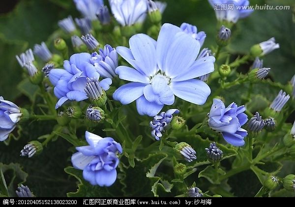 北方栽植瓜葉菊