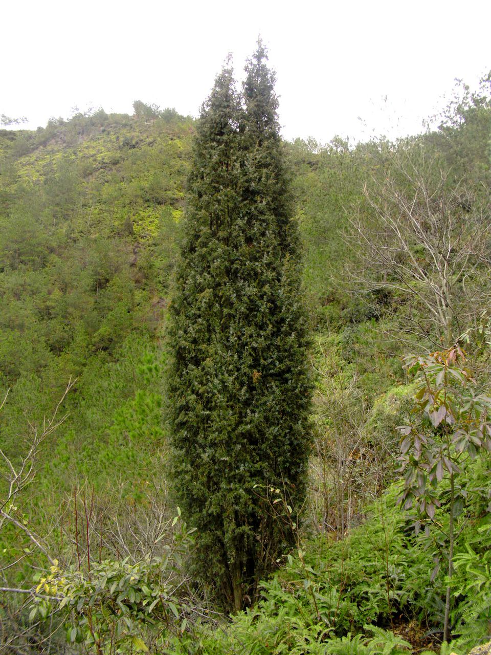 雲和山間的欏樹