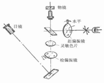 圖2：偏振光顯微鏡的光學原理圖